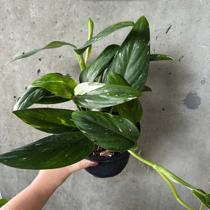 costa farms monstera standleyana albo Monstera Standleyana 'Albo' – VI Plant Shop