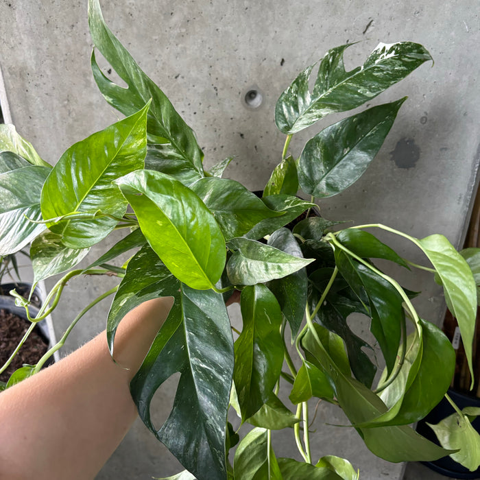 Variegated Epipremnum Pinnatum