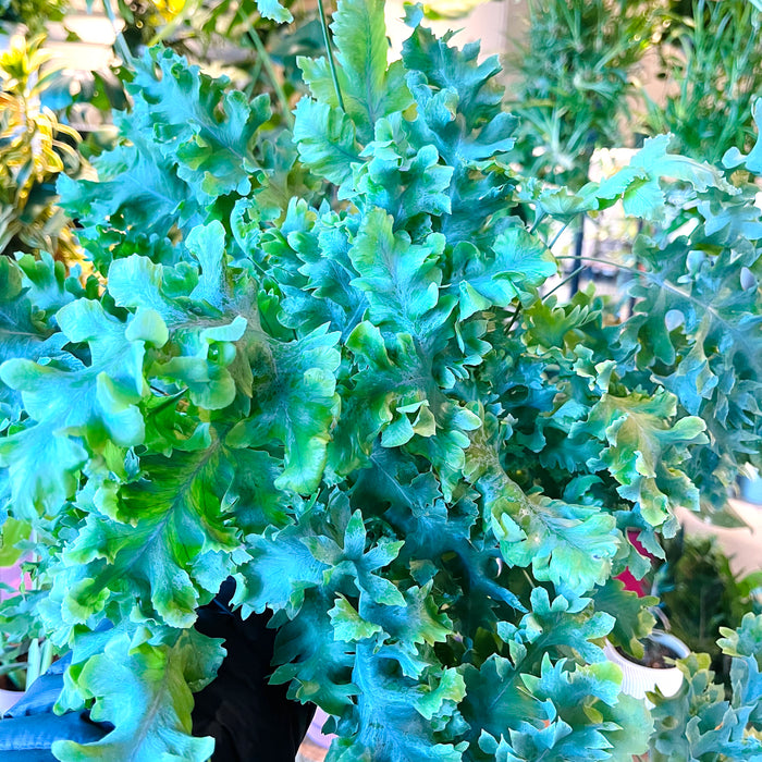 fern blue star davana Davana Blue Star Fern – VI Plant Shop