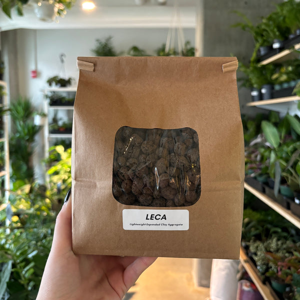 dracaena in leca LECA Clay Pebbles – VI Plant Shop