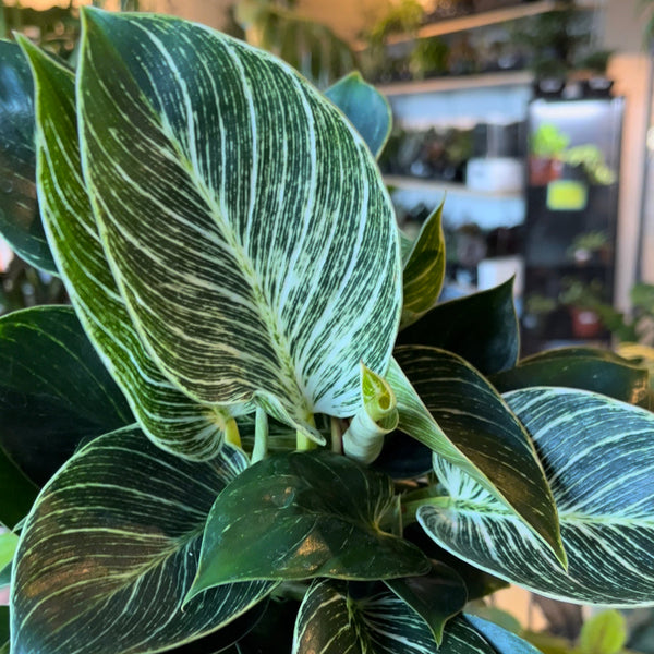 birkin philodendron toxic Philodendron Birkin – VI Plant Shop