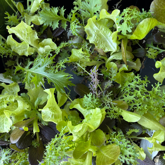 SimplySalad® Global Gourmet Lettuce Mix