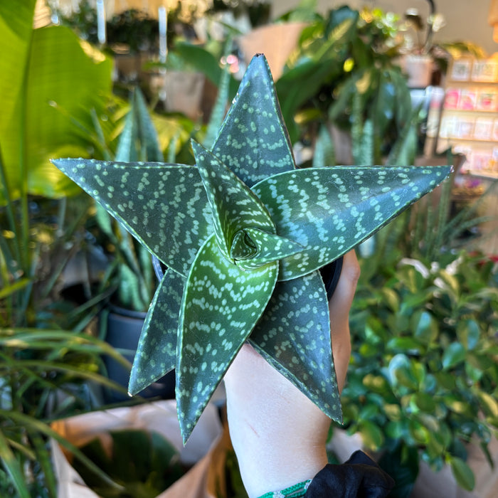 Haworthia 'Tiki Zilla'