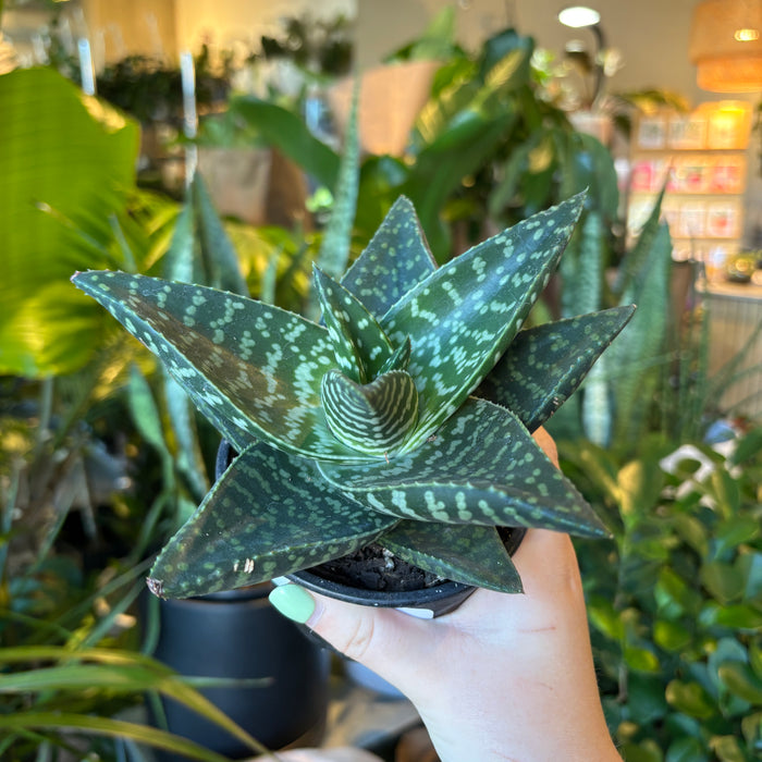 Haworthia 'Tiki Zilla'