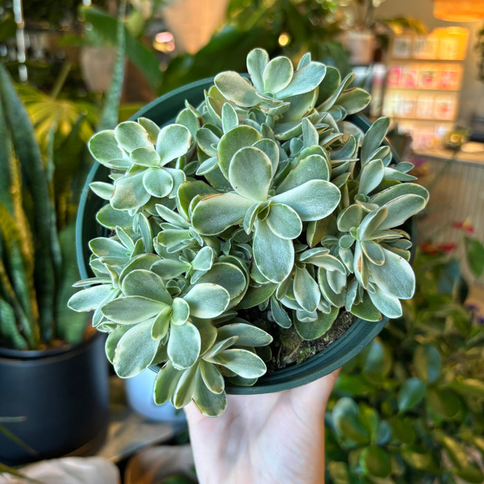 Crassula Ovata Variegata