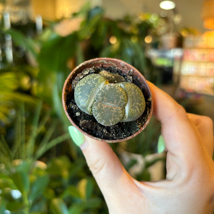 Lithops