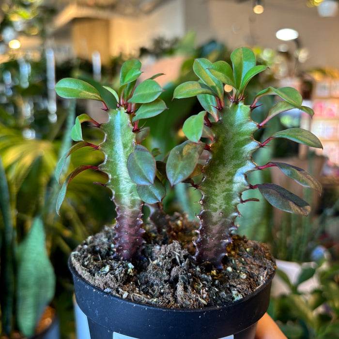 Euphorbia trigona 'Rubra'