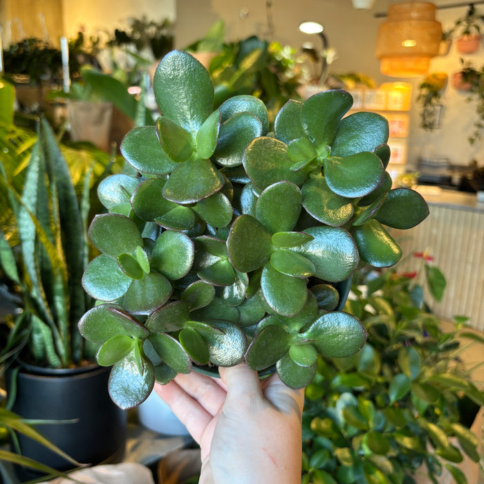 Crassula Ovata