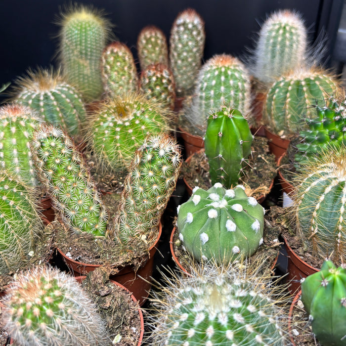 Assorted Cacti