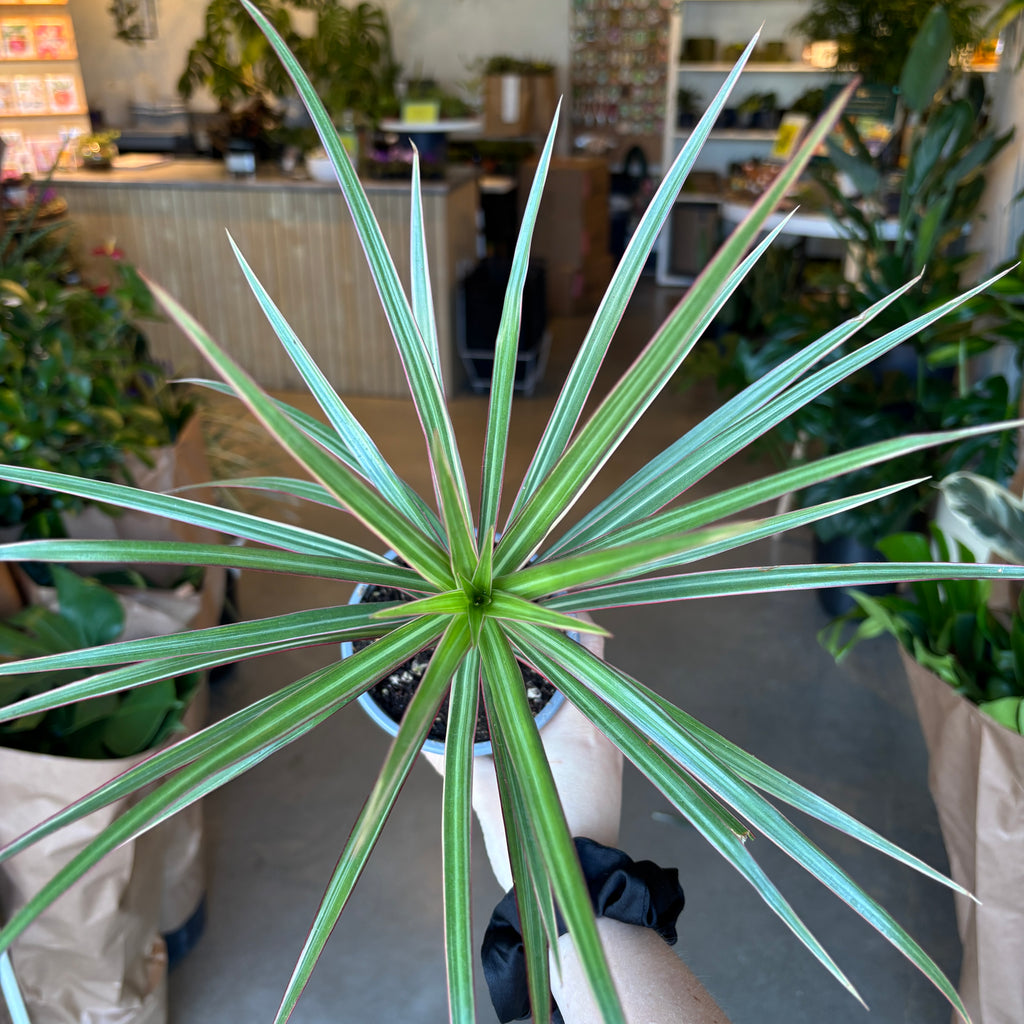 dracaena colorama plant Dracaena Colorama – VI Plant Shop