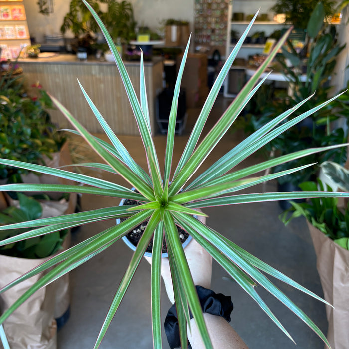 Dracaena Colorama