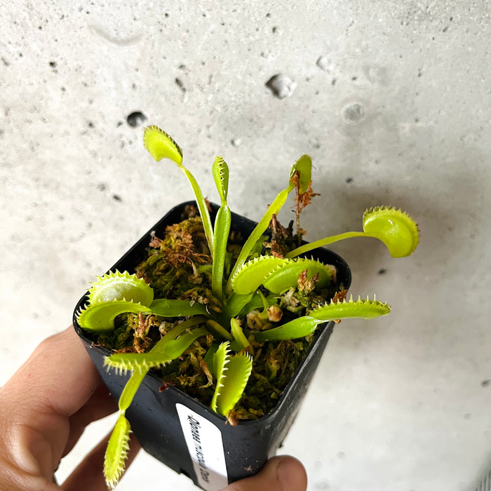 Buy One Get One Free Carnivorous Plants