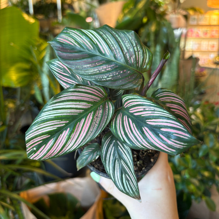 Calathea Majestica White Star
