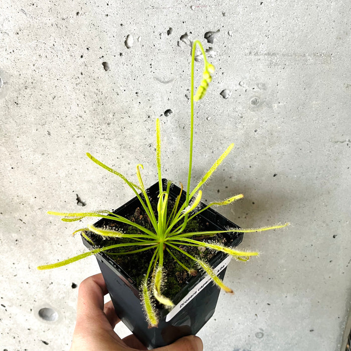 Cape Sundew Alba