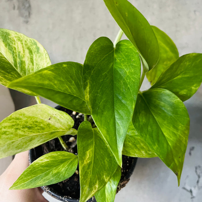 Neon Queen Pothos