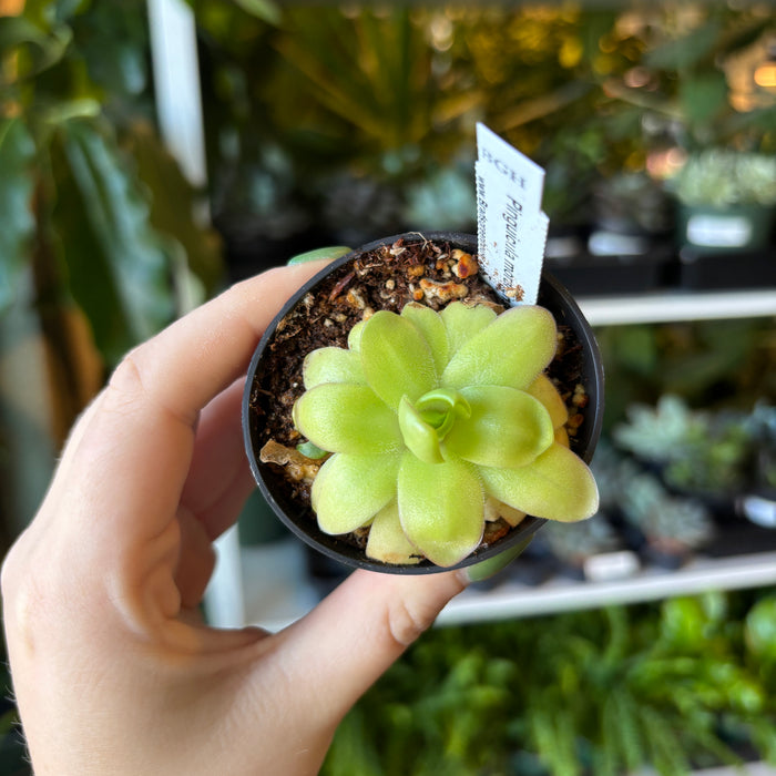 Butterwort Pingulata moranensis roseii
