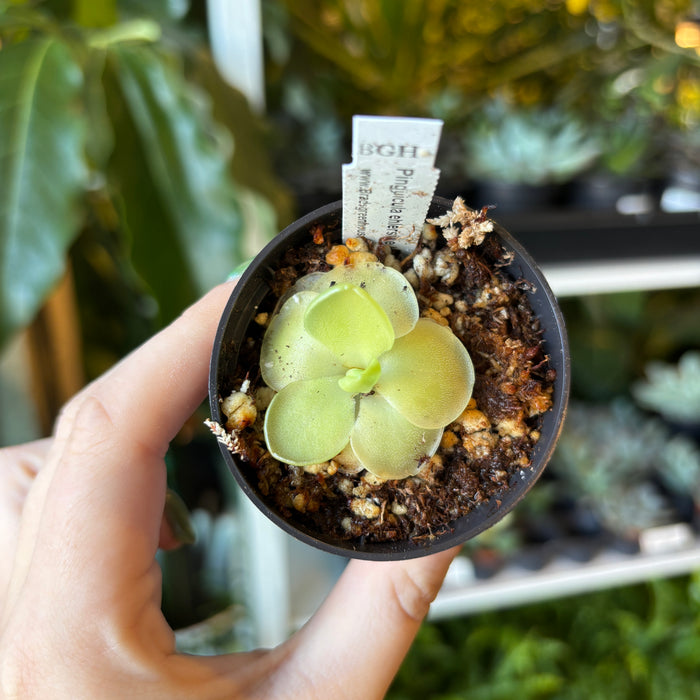 Butterwort Pingulara ehlersiae Hybrid