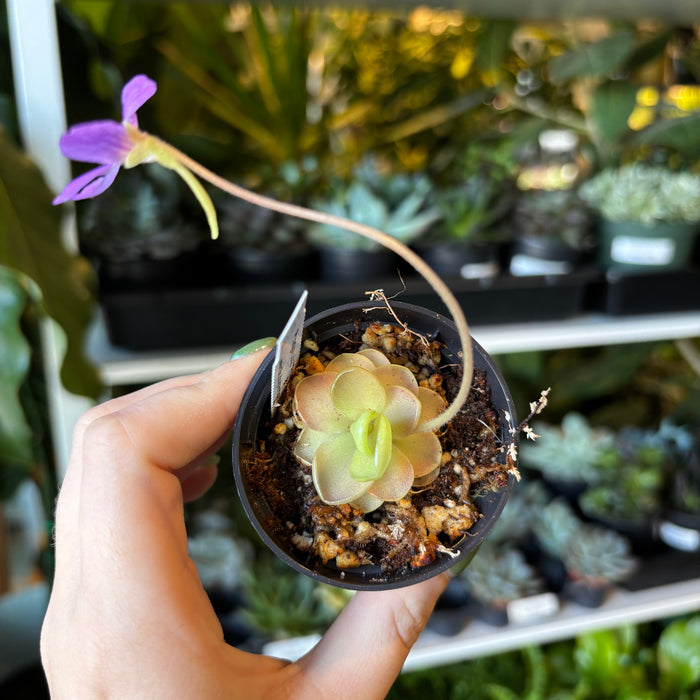 Butterwort Pingulata "Pirouette"