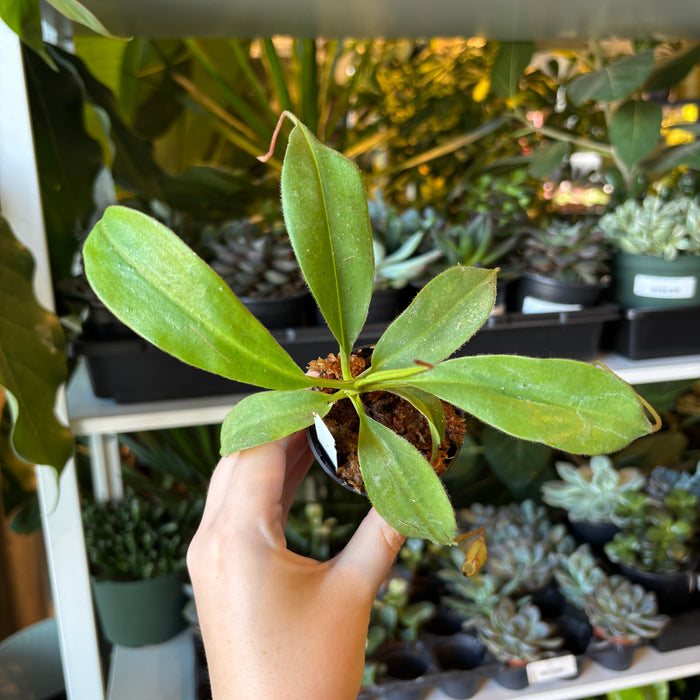 Nepenthes spathulata x klossii