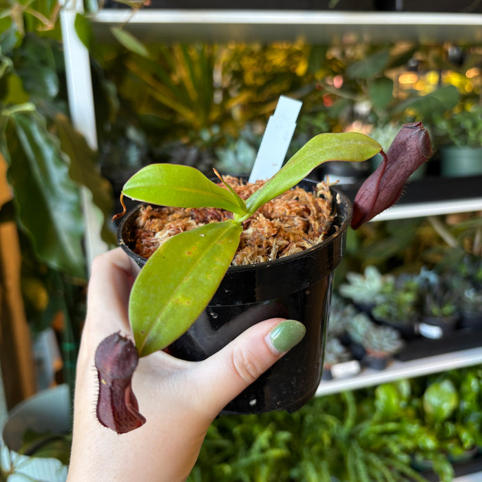 Nepenthes ramispina x ventricosa
