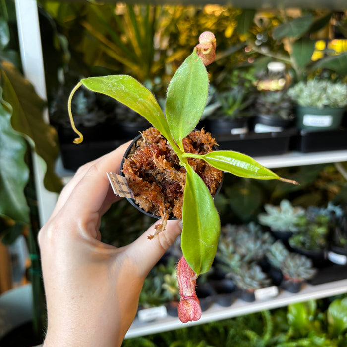 Nepenthes petiolata x mira