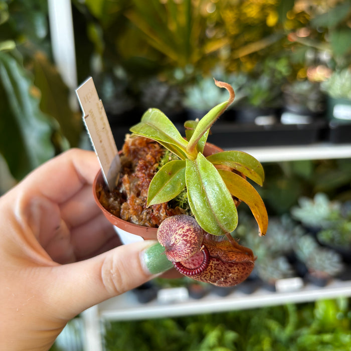 Nepenthes hamata x mira