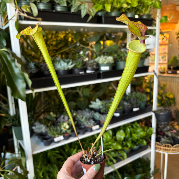 Sarracenia (Wrigleyana x minor) x flava var rubricorpora