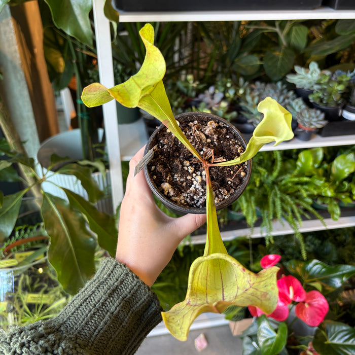 Carnivorous Plants