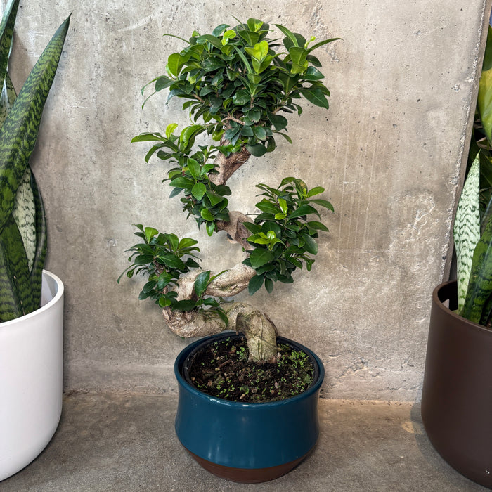 Ginseng Bonsai Tree
