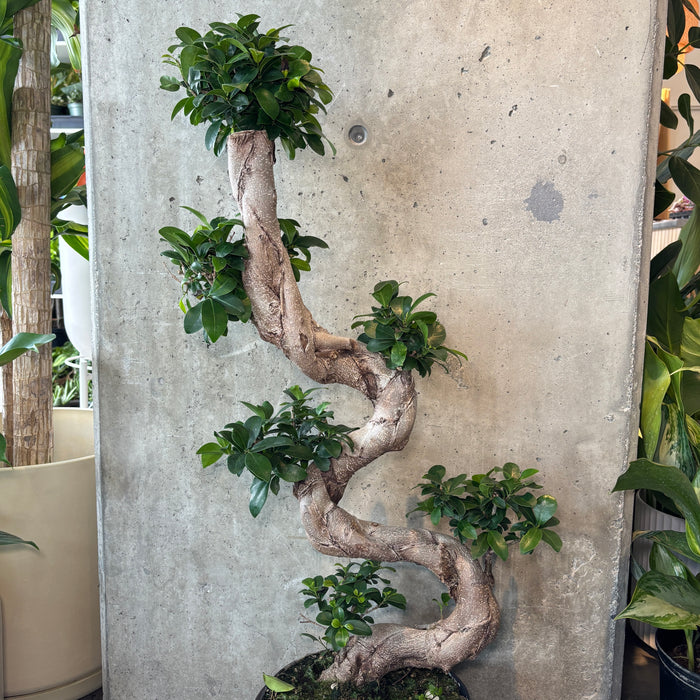 Ginseng Bonsai Tree