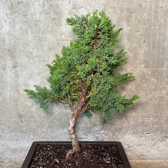 Shimpaku Juniper