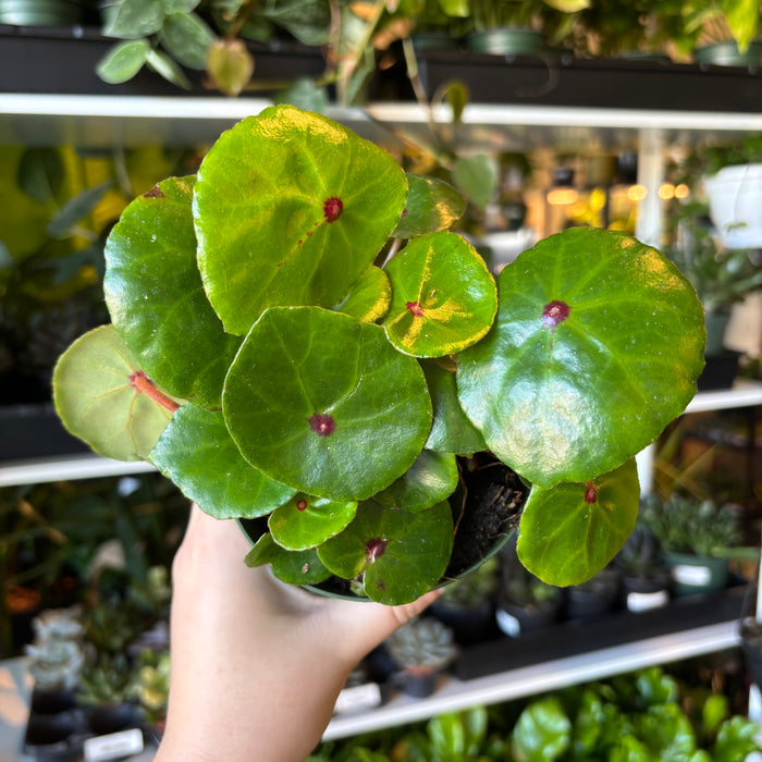 Begonia