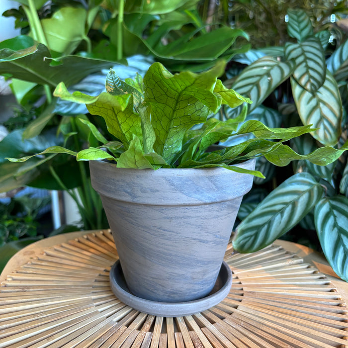 Dark Marble Terracotta Planter with Water Saucer
