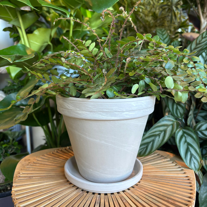 Marble Terracotta Planter with Water Saucer