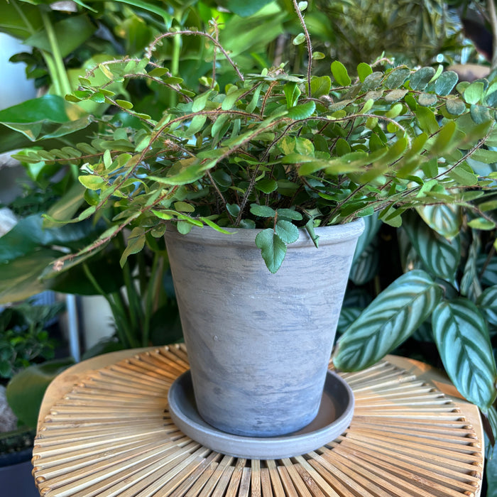 Tapered Dark Marble Terracotta Planter with Water Saucer