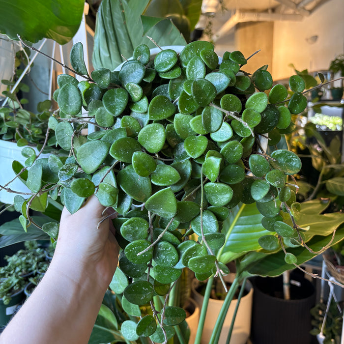 Hoya 'Mathilde'