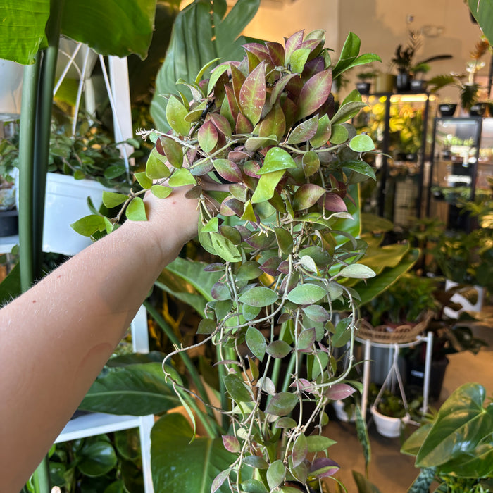Hoya Waymaniae