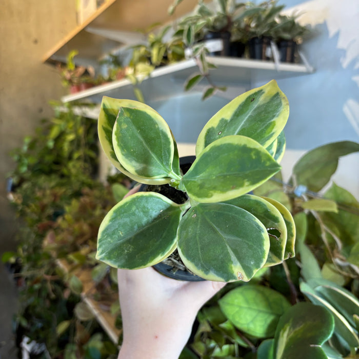 Hoya Pachyclada Albomarginata