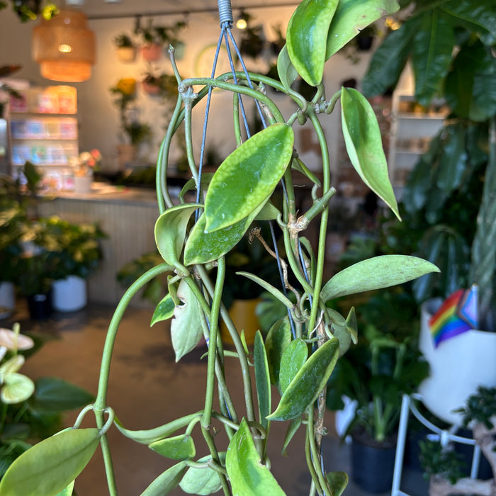 Hoya Diversifolia Variegated