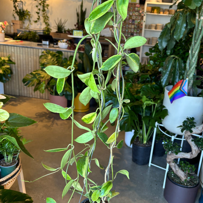Hoya Diversifolia Variegated