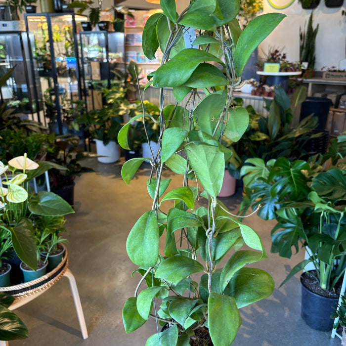 Hoya Mindorensis