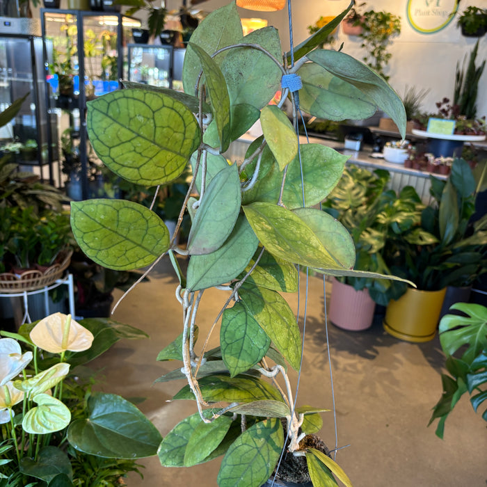 Hoya Vitellinoides