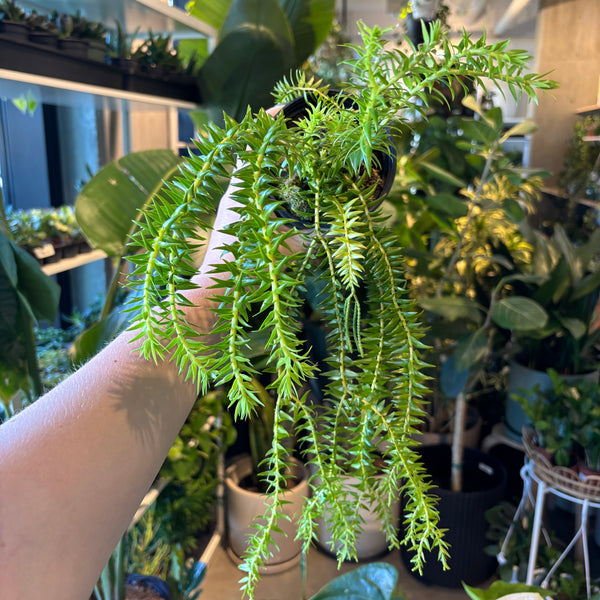 Huperzia Phlegmaria – VI Plant Shop
