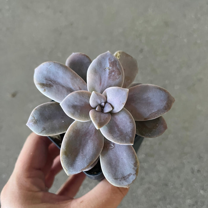 Graptopetalum Superbum