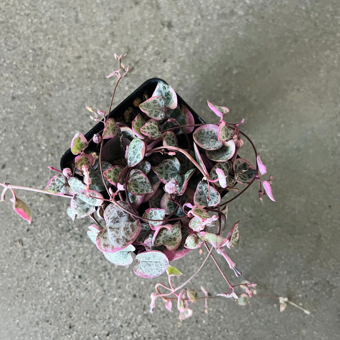 Variegated String of Hearts