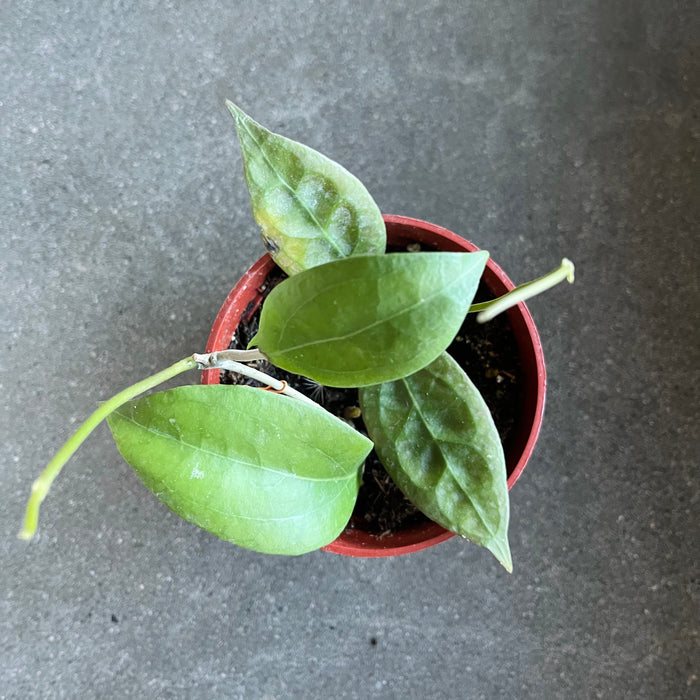 Hoya 'Tequila Sunrise'