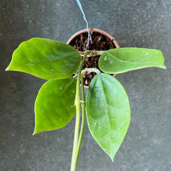 Hoya Verticillata White Splash