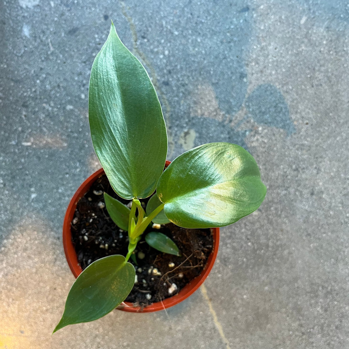 jerry horne philodendron care Philodendron 'Jerry Horne' – VI Plant Shop