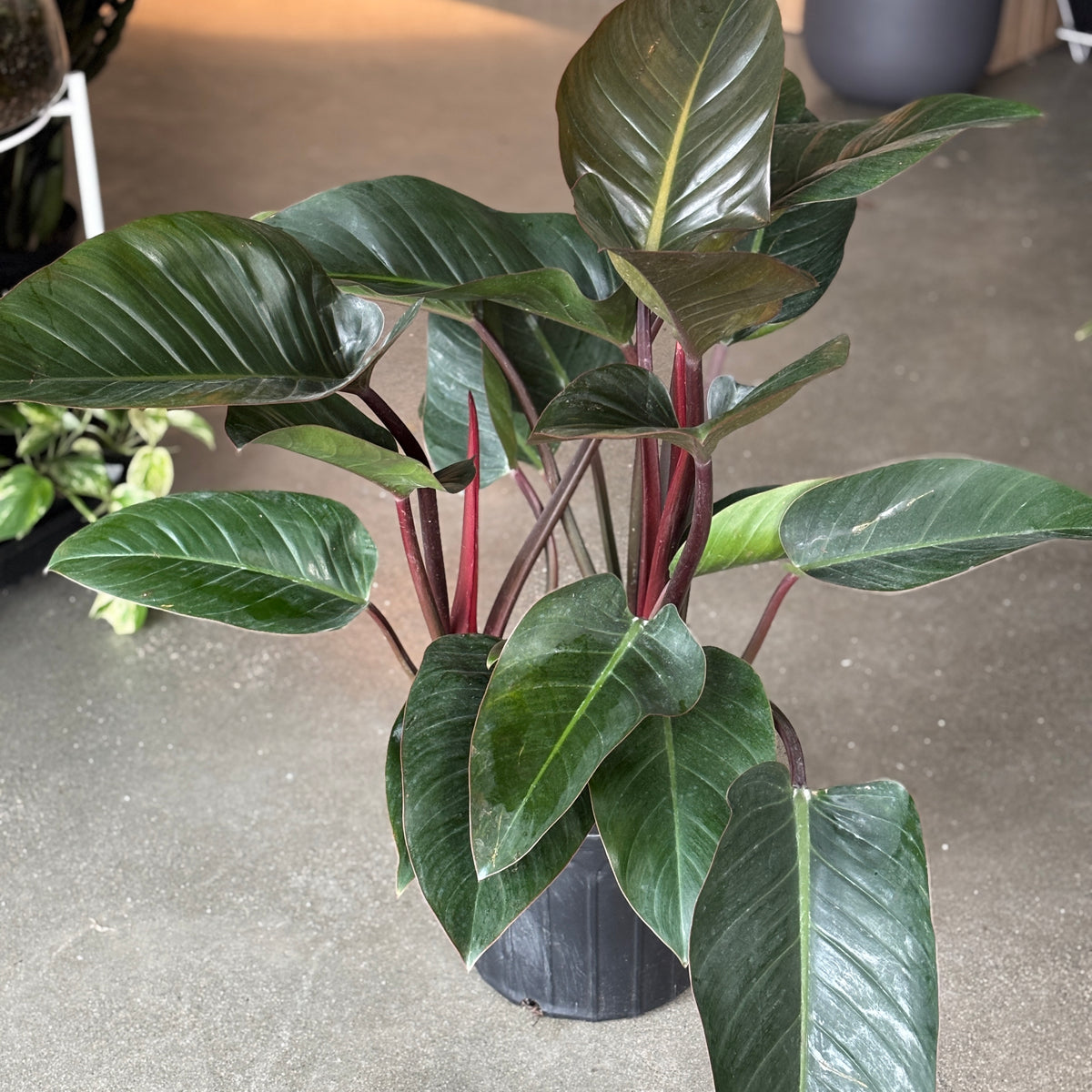 philodendron rojo congo pet safe Philodendron Rojo Congo – VI Plant Shop