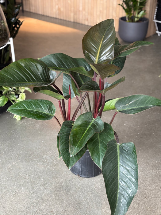 philodendron tatei 'congo rojo' Philodendron Rojo Congo – VI Plant Shop